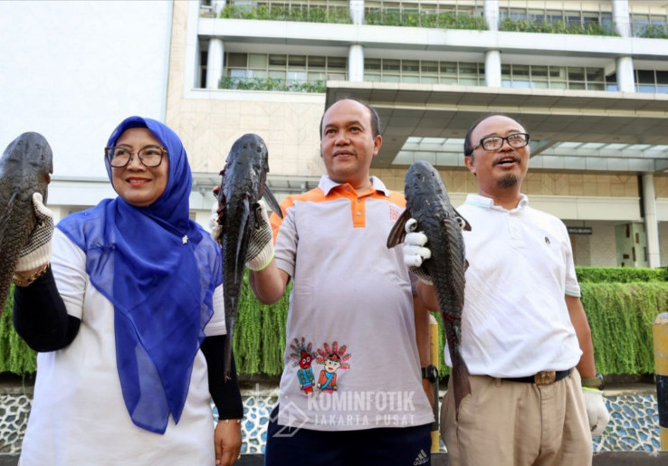 Pemkot Jakpus Tangkapi Ikan Sapu-Sapu di Kali Cideng, Pencemarannya Melebihi Ambang Batas