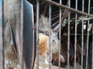   Bahaya Virus Corona Mengintai, Pemkot Solo Waspadai Penjualan Kelelawar