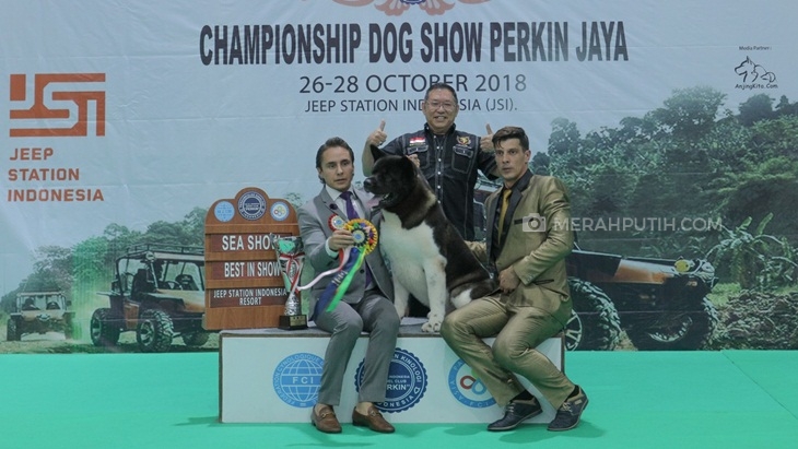 Kecintaan Jerry Hermawan Lo terhadap American Akita Berbuah Manis