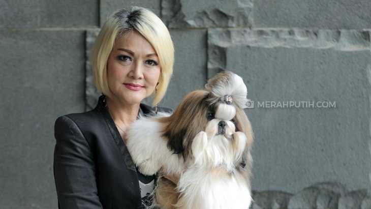 Tips Grooming Anjing Ras Shih Tzu, Si Bulu Panjang yang Menggemaskan
