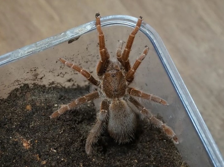 tarantula