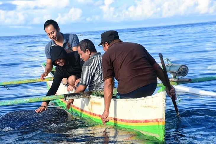  Wisatawan berinteraksi dengan hiu paus di Perairan Botubarani. (Foto: instagram.com/ridjadi)