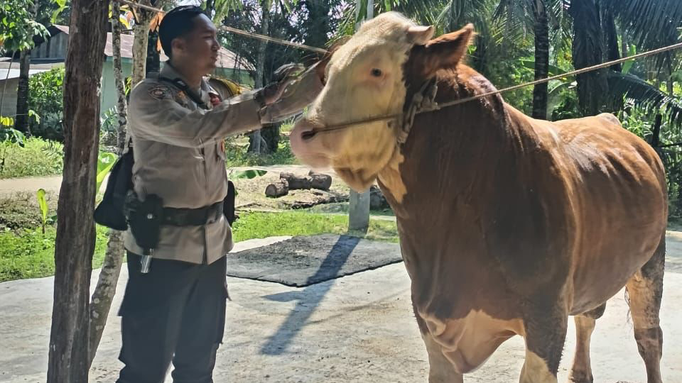 Prabowo Kurban 985 Sapi di Seluruh Nusantara, Bobotnya Paling Minim 800 Kg