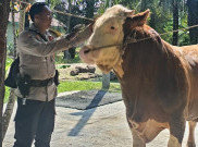 Prabowo Kurban 985 Sapi di Seluruh Nusantara, Bobotnya Paling Minim 800 Kg