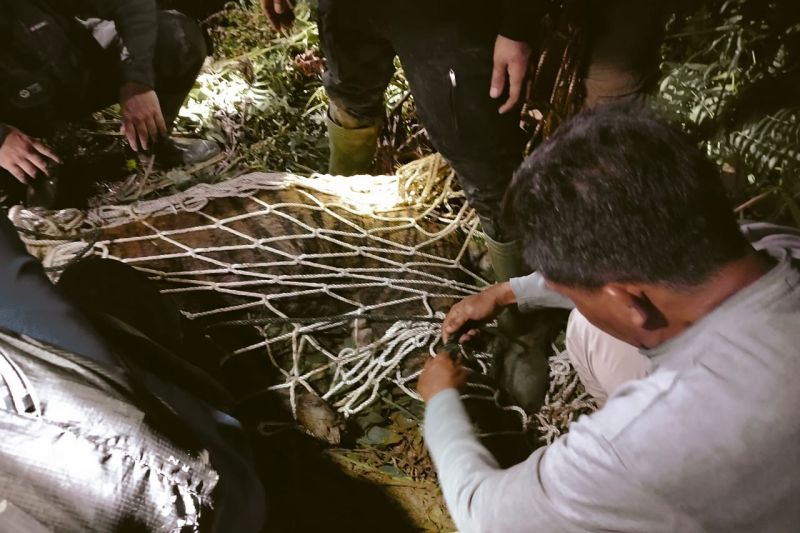 Harimau Sumatra Betina Mati Terjerat Dekat Sawah Warga di Agam