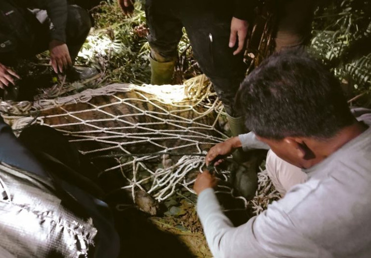 Harimau Sumatra Betina Mati Terjerat Dekat Sawah Warga di Agam