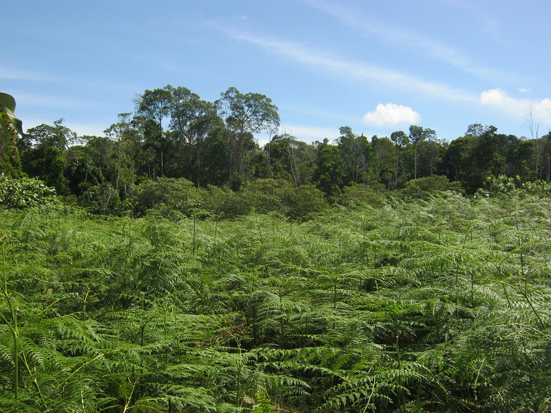Pemerintah Harus Tertibkan Izin Hutan Tanaman Industri