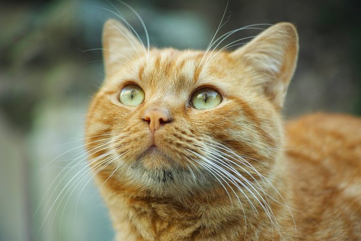 kucing