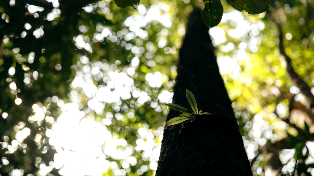 WWF Indonesia: Pohon Menjadi Salah Satu Elemen Penting Bagi Bumi