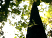 WWF Indonesia: Pohon Menjadi Salah Satu Elemen Penting Bagi Bumi