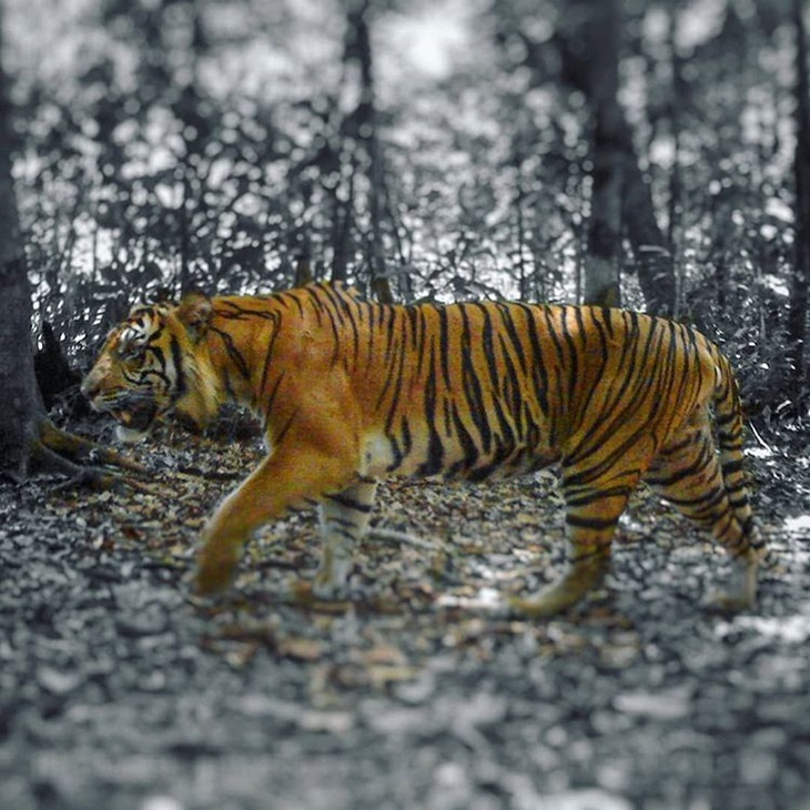 Harimau Sumatera di Taman Nasional Gunung Leuser. (Foto: instagram.com/gunungleusernationalpark)