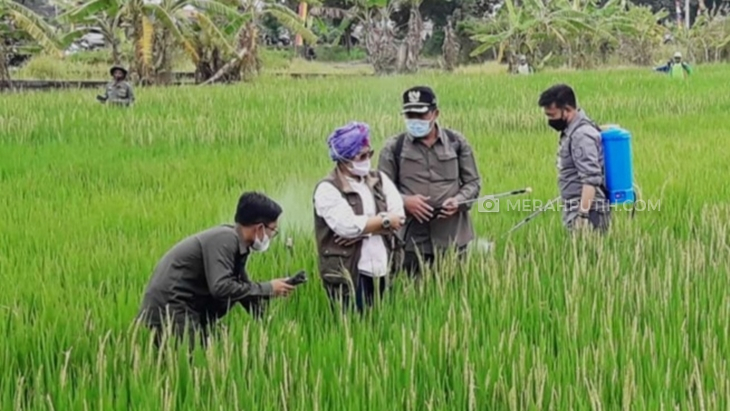  Mentan Syahrul Yasin Limpo melakukan penyemprotan obat pada tanaman padi di Kabupaten Karanganyar, Jawa Tengah, Jumat (5/3). (MP/Ismail)