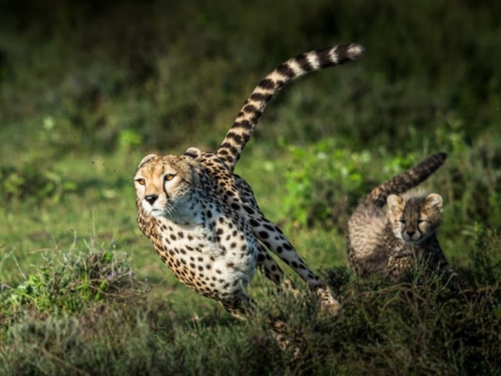 Setelah 70 Tahun, Cheetah akan Kembali ke India