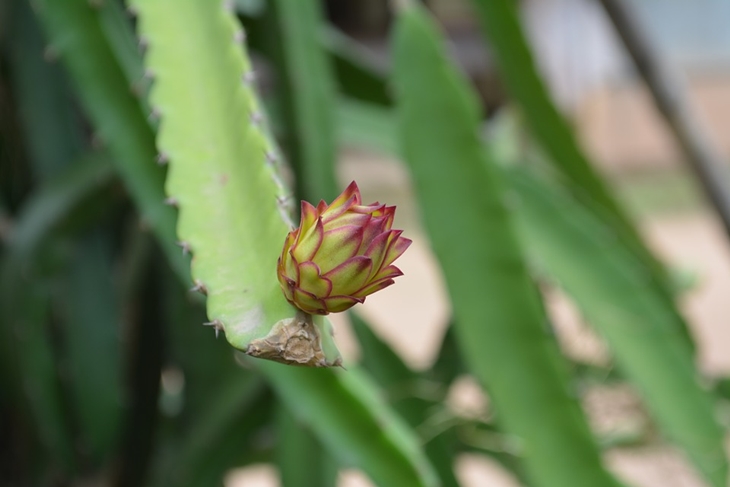 Pohon naga sangat bagus dijadikan hiasan dan pembersih udara dalam rumah. (Foto: Pixabay/SeKimseng)