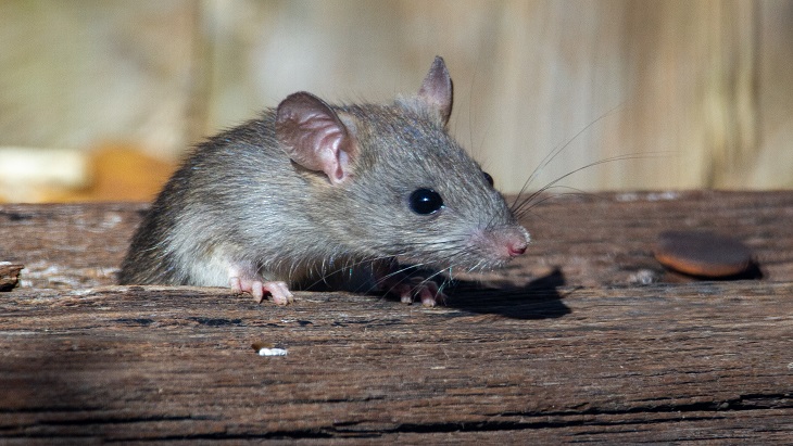 Alasan Kenapa Tikus Sering Gigitin Kabel di Rumah