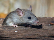 Alasan Kenapa Tikus Sering Gigitin Kabel di Rumah