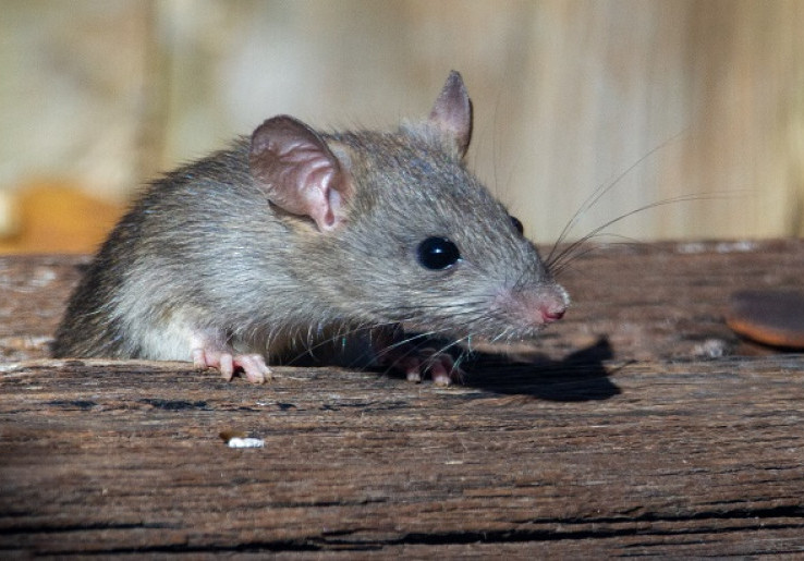 Alasan Kenapa Tikus Sering Gigitin Kabel di Rumah