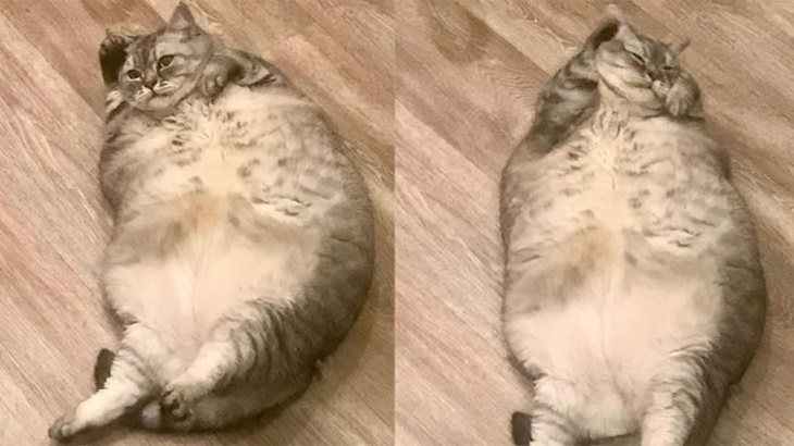 Pemilik Kucing Tergemuk di Dunia Tuai Kecaman dari Warganet