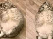 Pemilik Kucing Tergemuk di Dunia Tuai Kecaman dari Warganet