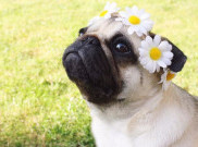 4 Cara Anjing Tunjukkan Cintanya Kepadamu