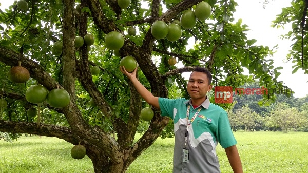 Petugas Taman Buah Mekarsari menujukkan buah berenuk, Bogor, Jawa Barat. (Foto: MerahPutih/Noer Ardiansjah)