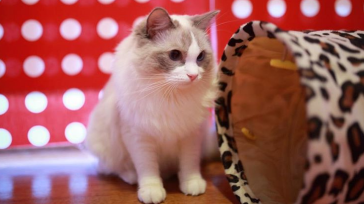 Pelaku Penyiksa Kucing Minta Maaf, Warganet: Masukin Kandang Singa Aja