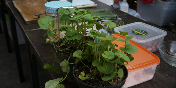 daun pegagan