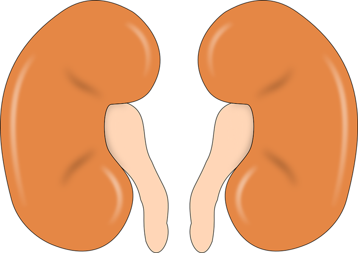 Gambar ginjal. (Foto: Pixabay/OpenClipart-Vectors)