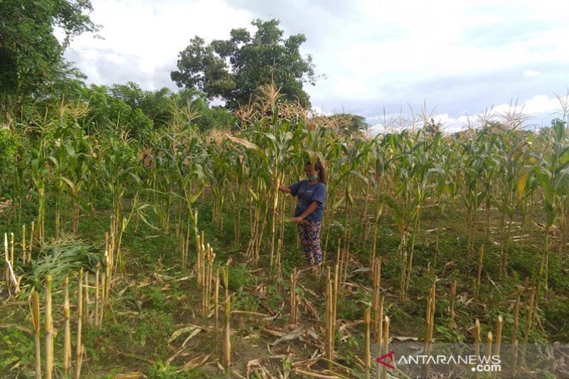 Aktivitas warga Poso. (Foto: Antara)