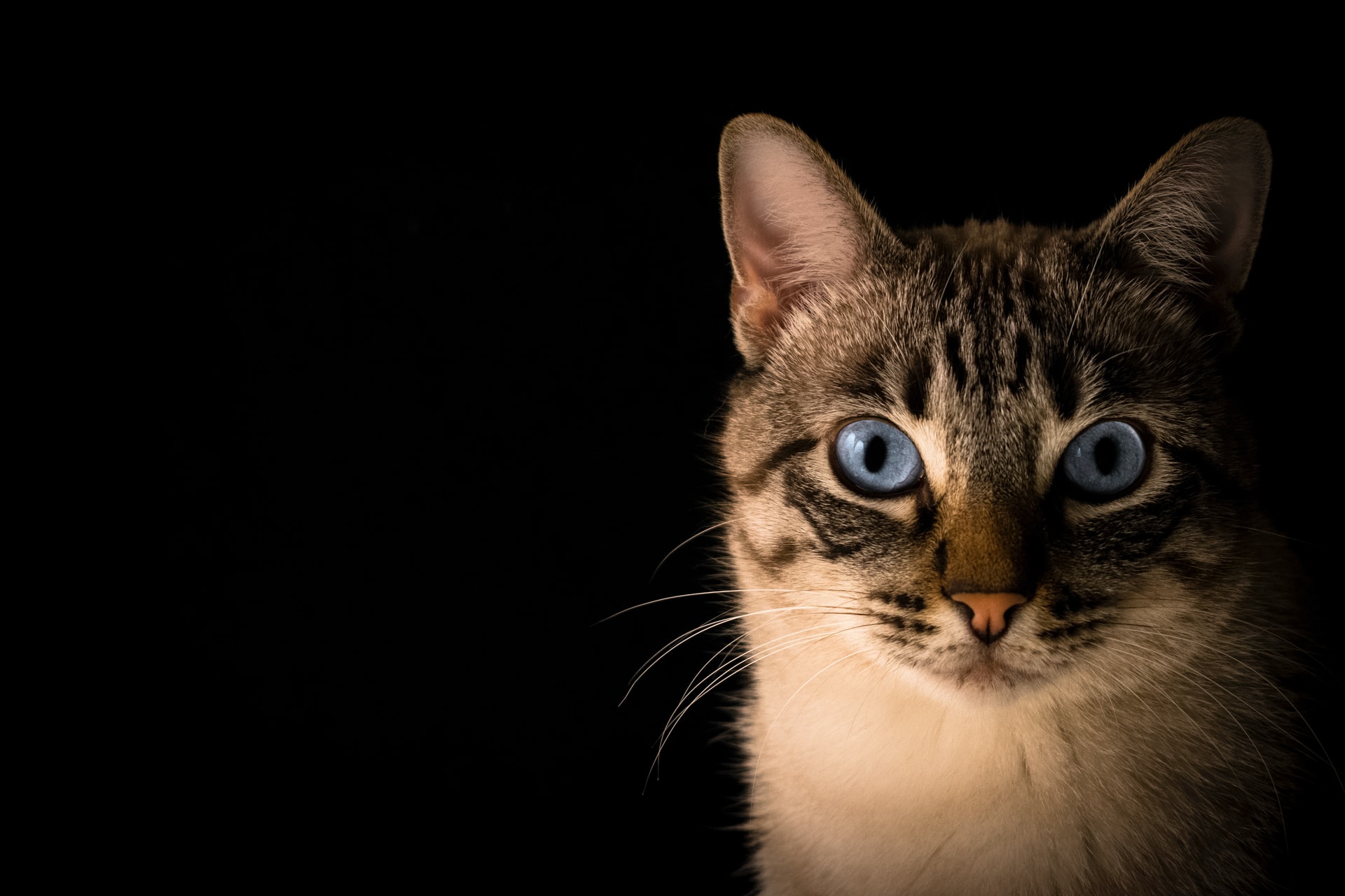 Sama Selaik Manusia, Kucing Juga Bisa Kentut
