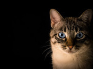 Sama Selaik Manusia, Kucing Juga Bisa Kentut