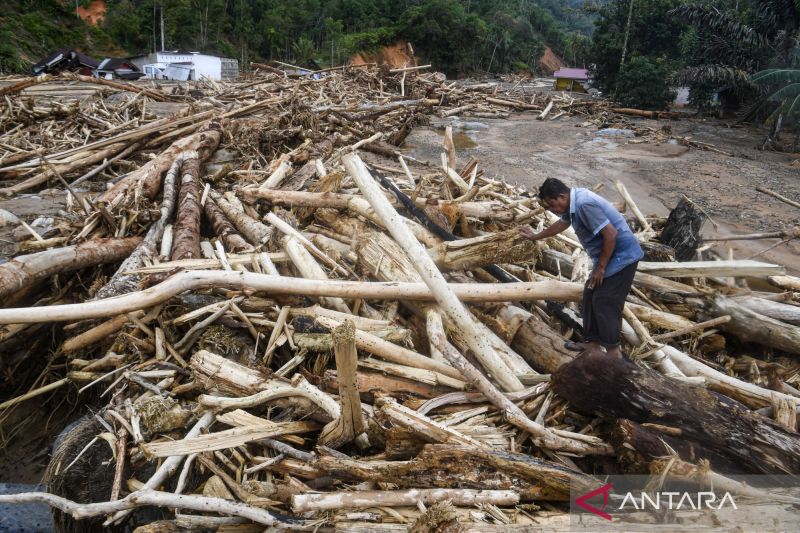 Kemenhut Jamin Status Kayu Gelondongan Terdampar di Lampung Legal, Bukan dari Banjir Sumatera