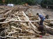 Kemenhut Jamin Status Kayu Gelondongan Terdampar di Lampung Legal, Bukan dari Banjir Sumatera