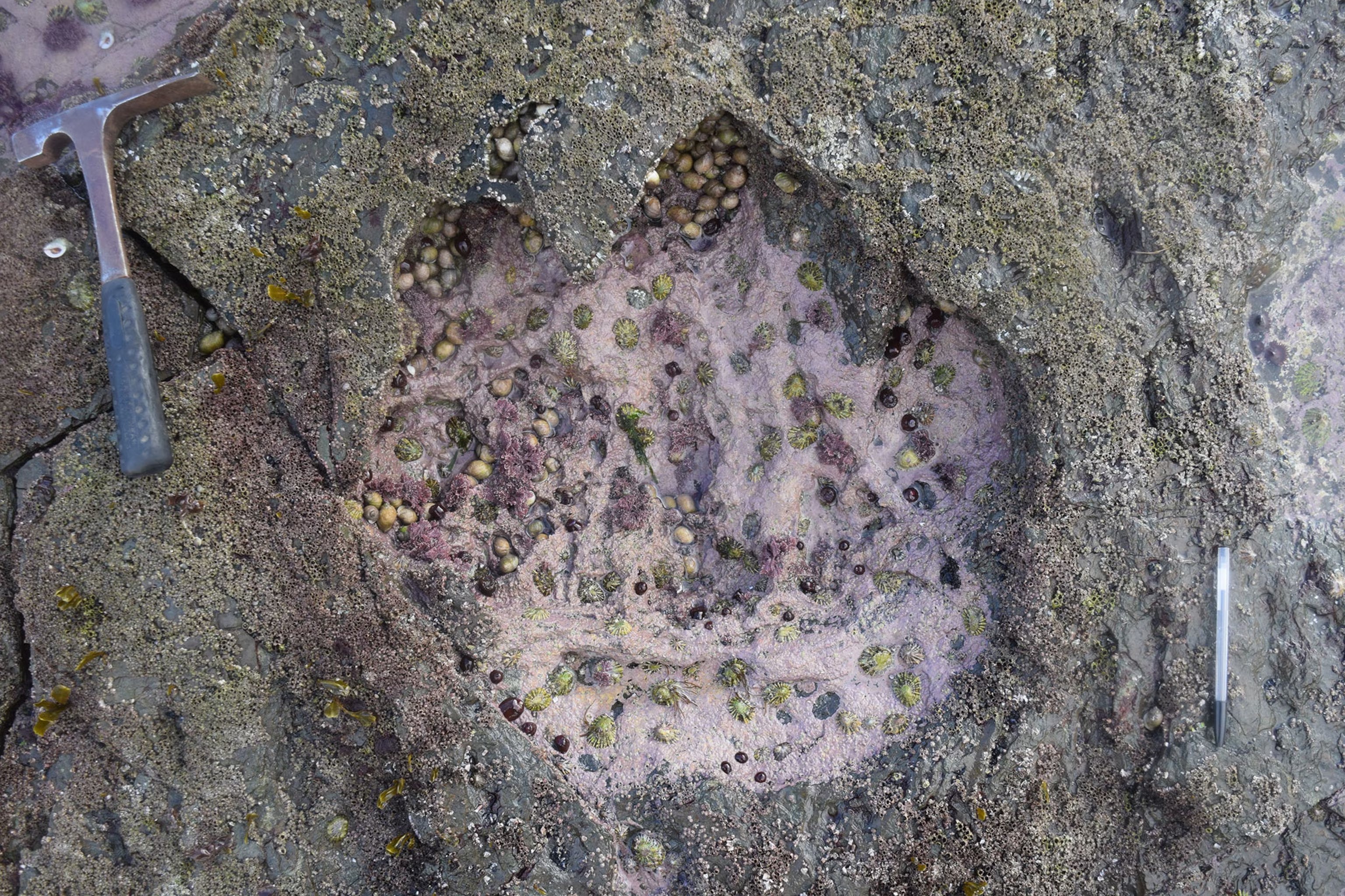 A child finds 200 million year old dinosaur footprints