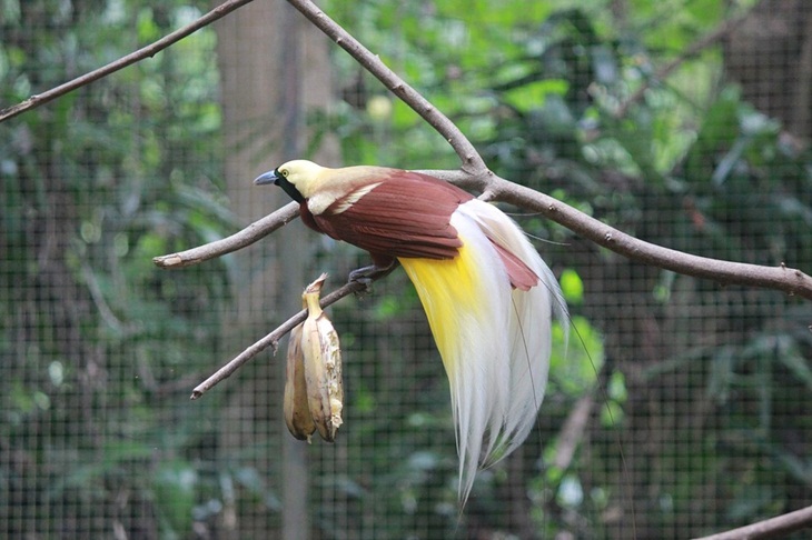 Burung cendrawasih bukan di alam liar. (Foto: Pixabay/Adith01)