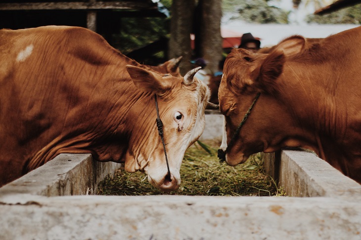 Marosok Sapi ternak. (Unsplash Alwi Hafizh)