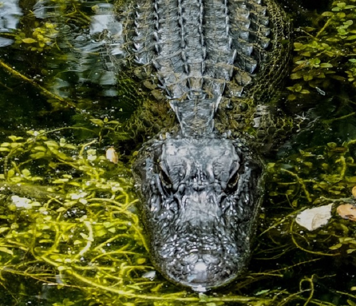 aligator
