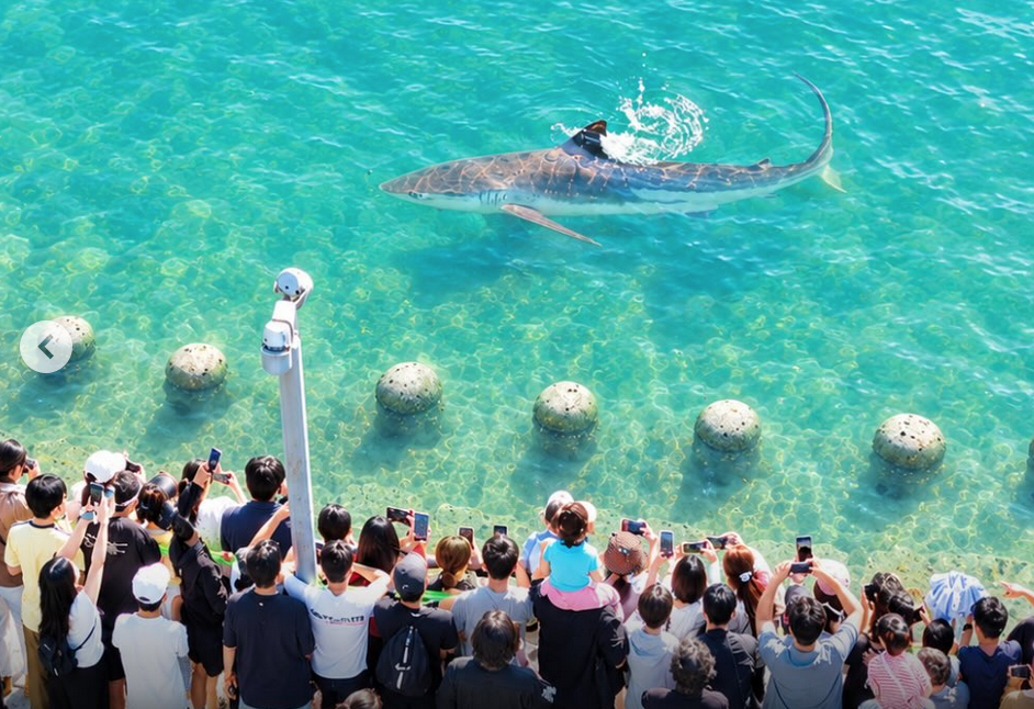 Bukangi, Hiu Selebritas Busan, Dilepas ke Laut tapi Enggan Pergi