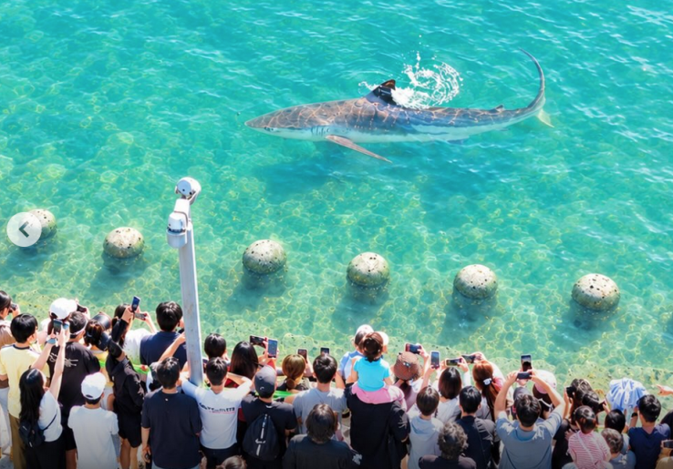 Bukangi, Hiu Selebritas Busan, Dilepas ke Laut tapi Enggan Pergi