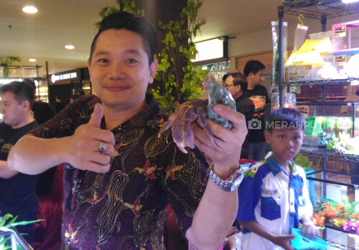 Festival Reptil: Keong Jumbo Usia 70 Tahun dan Biawak Obesitas Tarik Perhatian Pengunjung