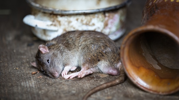 tikus