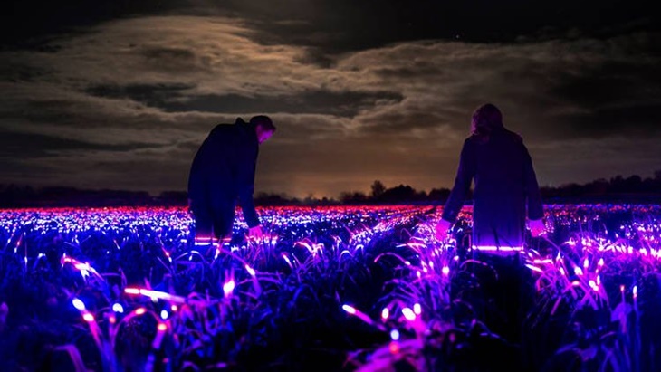 Lahan Pertanian di Belanda Penuh dengan Ribuan LED, Ada Apa?