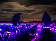 Lahan Pertanian di Belanda Penuh dengan Ribuan LED, Ada Apa?