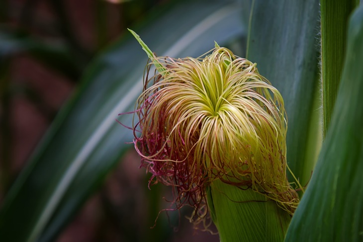 corn