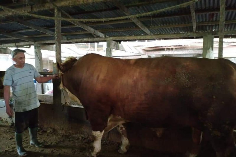 Sapi Simental Seberat 1,3 Ton Asal Agam Calon Hewan Kurban Jokowi