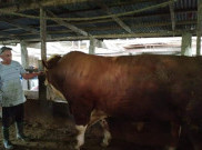 Sapi Simental Seberat 1,3 Ton Asal Agam Calon Hewan Kurban Jokowi
