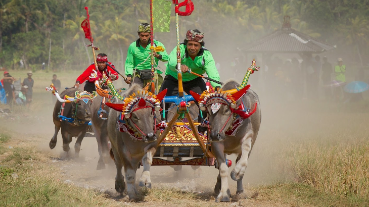 Makepung, Tradisi Balap Kerbau di Bali
