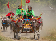 Makepung, Tradisi Balap Kerbau di Bali