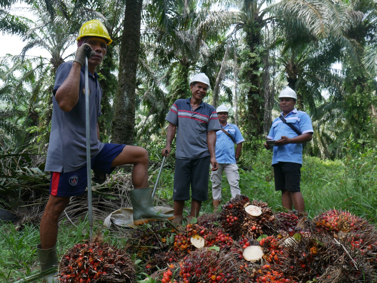 STDB Jadi Kunci Peningkatan Produktivitas Petani Sawit Swadaya