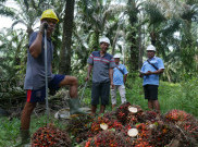 STDB Jadi Kunci Peningkatan Produktivitas Petani Sawit Swadaya